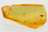 Detailed Fossil Ant-Loving Beetle (Pselaphinae) in Baltic Amber #372542-1